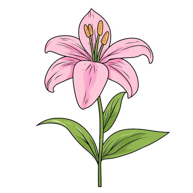 Bunga lily merah muda
